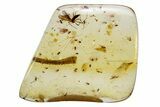 Polished Colombian Copal ( g) - Large Fly! #264207-1